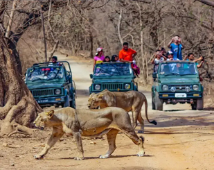 Wildlife Safari in Gujarat