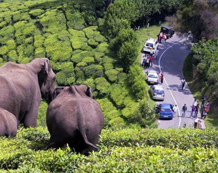 Munnar, Thekkady, Alleppey & Kovalam Tour package 